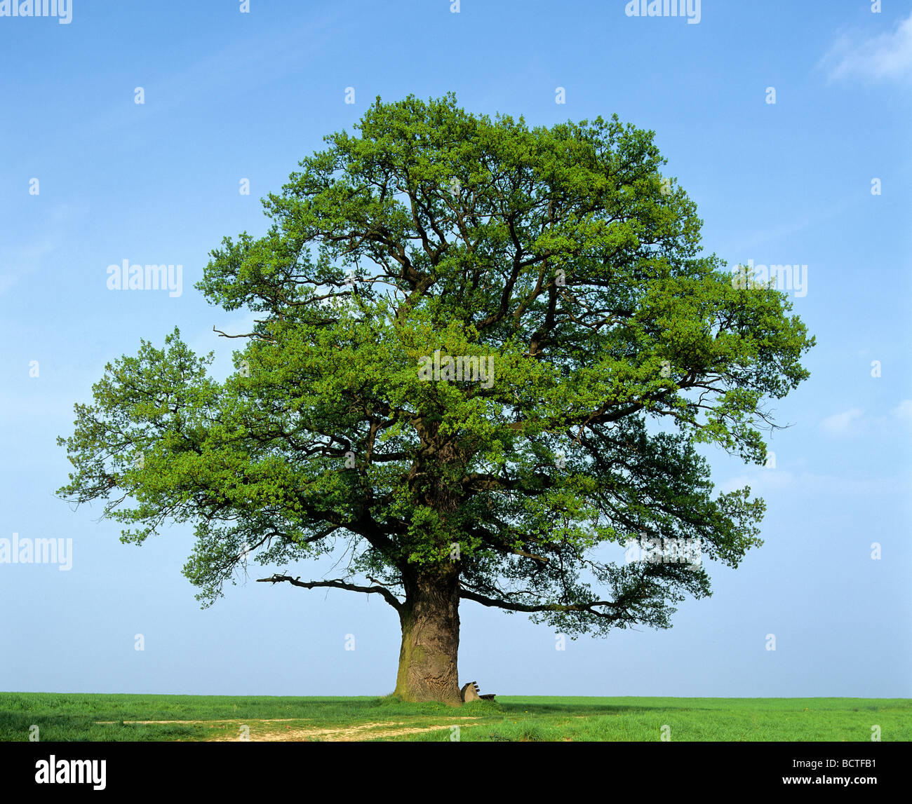 Oak (Quercus), in spring, Germany, Europe Stock Photo