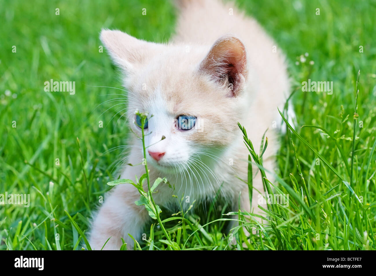 little kitten in the grass Stock Photo - Alamy