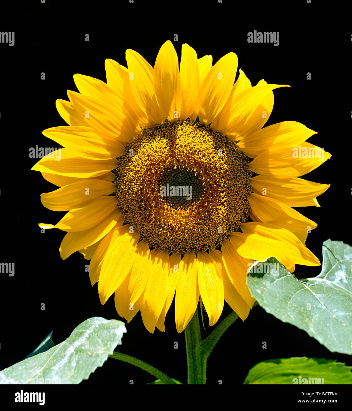 Blossom of a sunflowers (Helianthus annuus), Germany, Europe Stock Photo