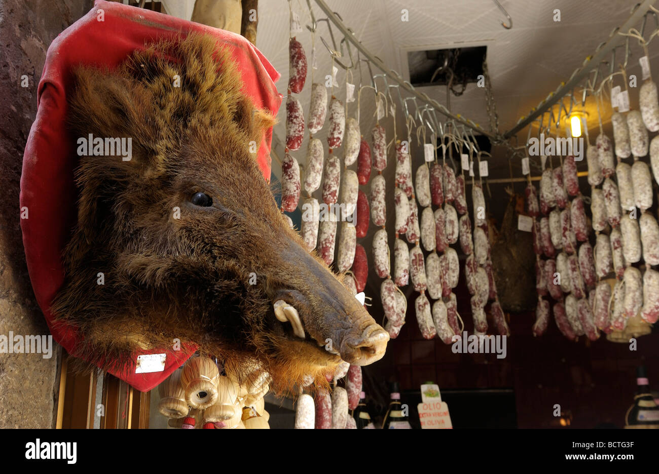 Stuffed head of a Wild Pig in a butcher shop, Siena IT Stock Photo