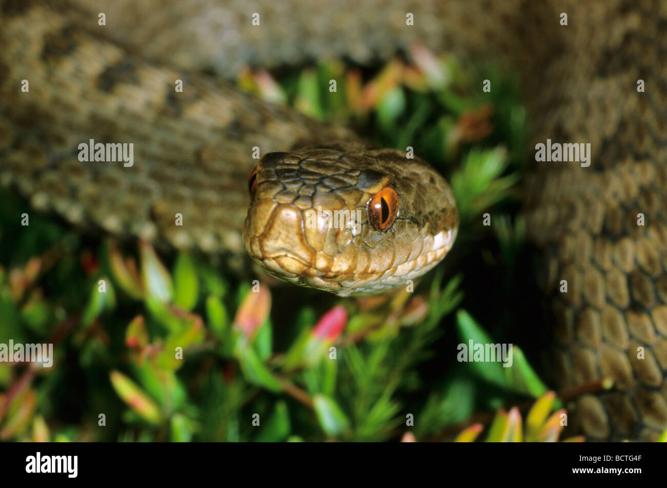 Common European Adder (Vipera berus), Portrait Stock Photo