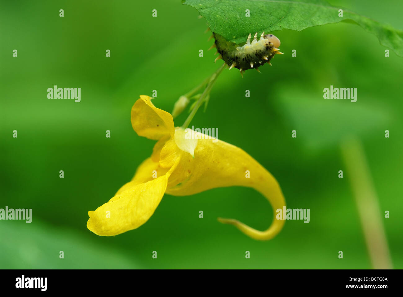 yellow balsam flower (Impatiens noli-tangere) and caterpillar Stock Photo