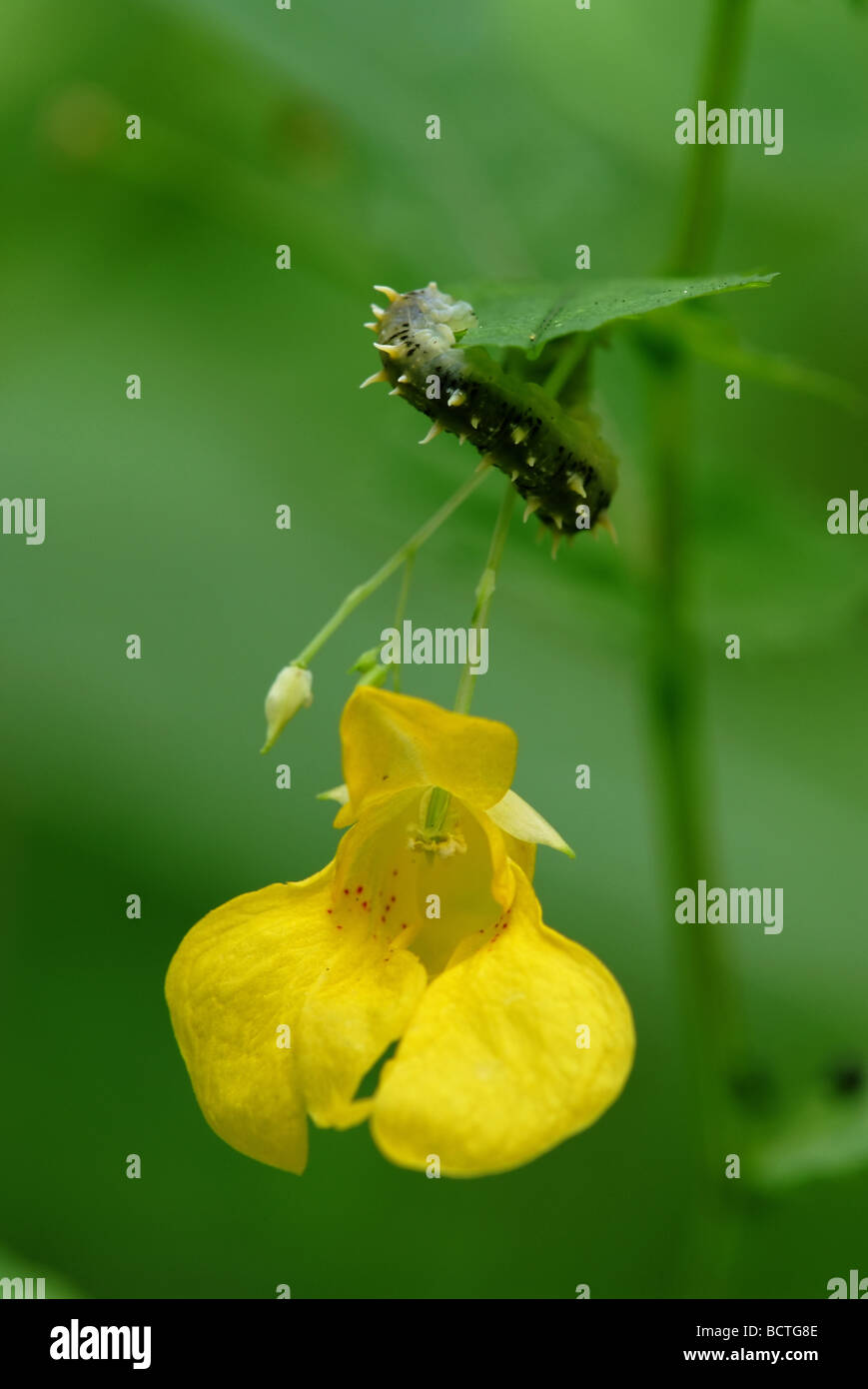 yellow balsam flower (Impatiens noli-tangere) and caterpillar Stock Photo