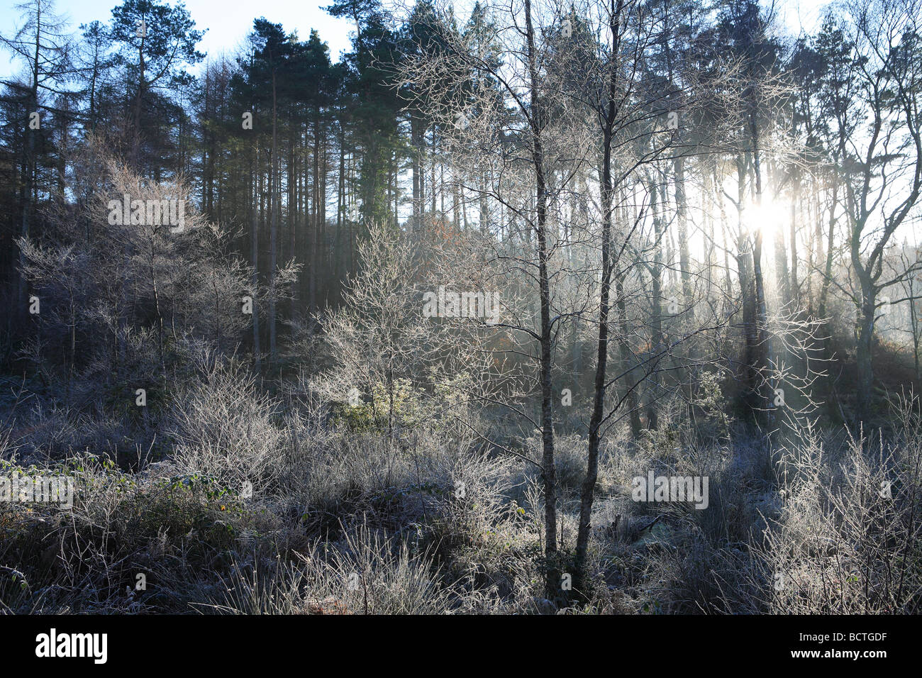 Sunrise in the woods hi-res stock photography and images - Alamy