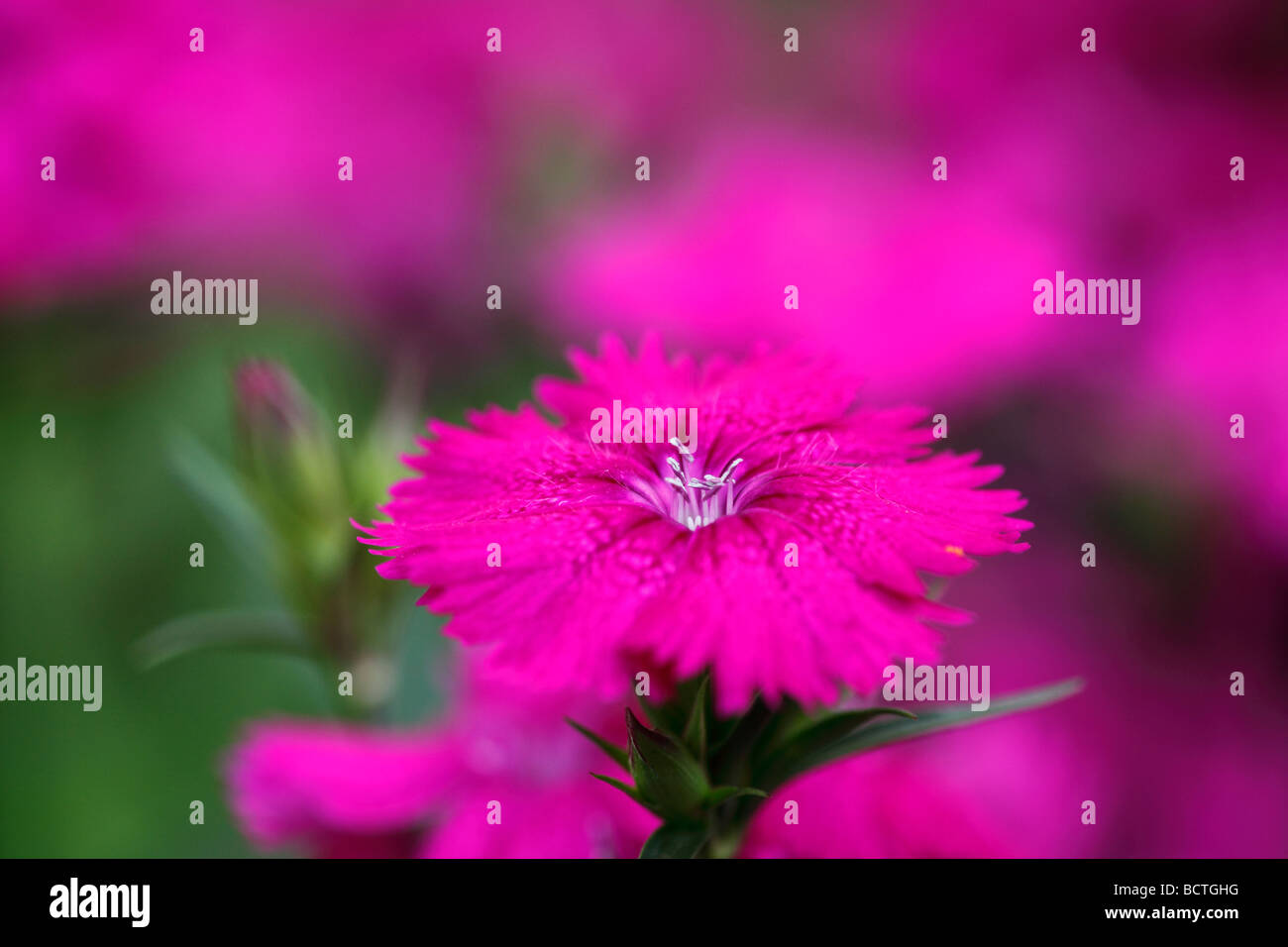 Carthusian Pink (Dianthus carthusianorum) Stock Photo