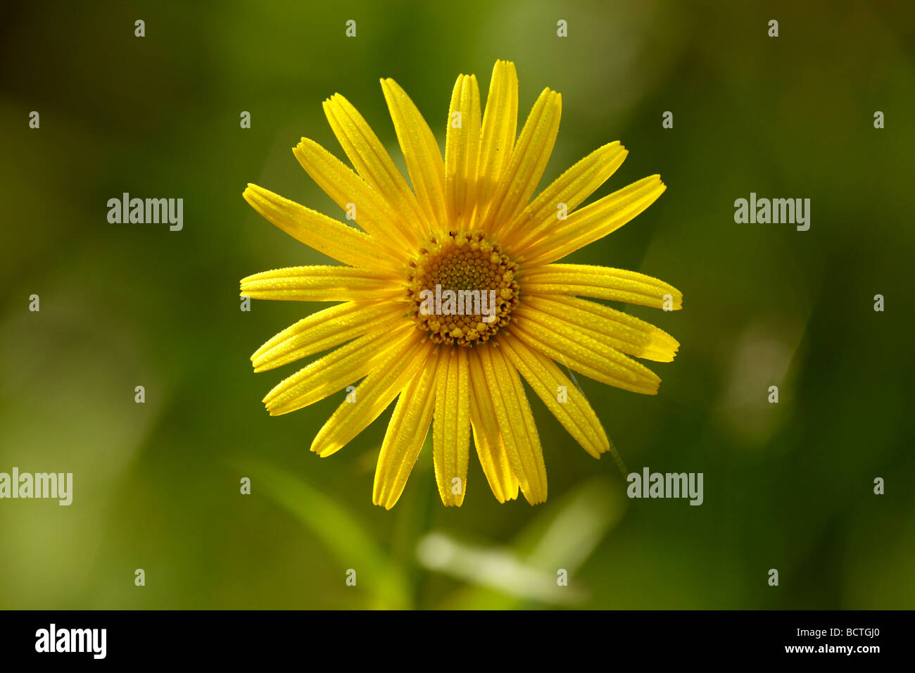 Yellow oxeye daisy (Buphthalmum salicifolium) Stock Photo