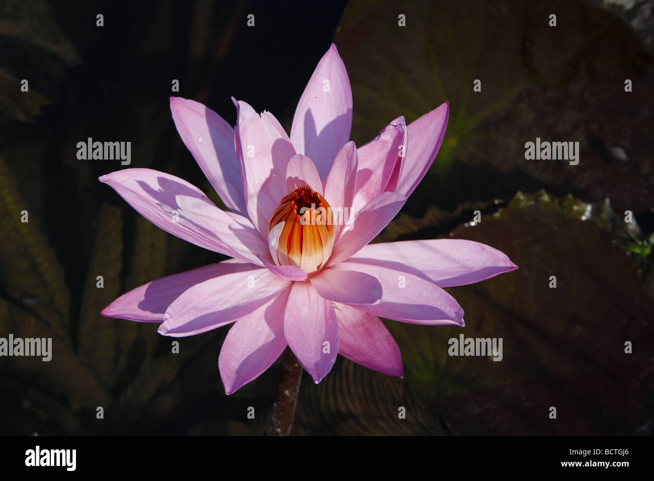 Water lily (Nymphaea), Bali, Republic of Indonesia, Southeast Asia Stock Photo