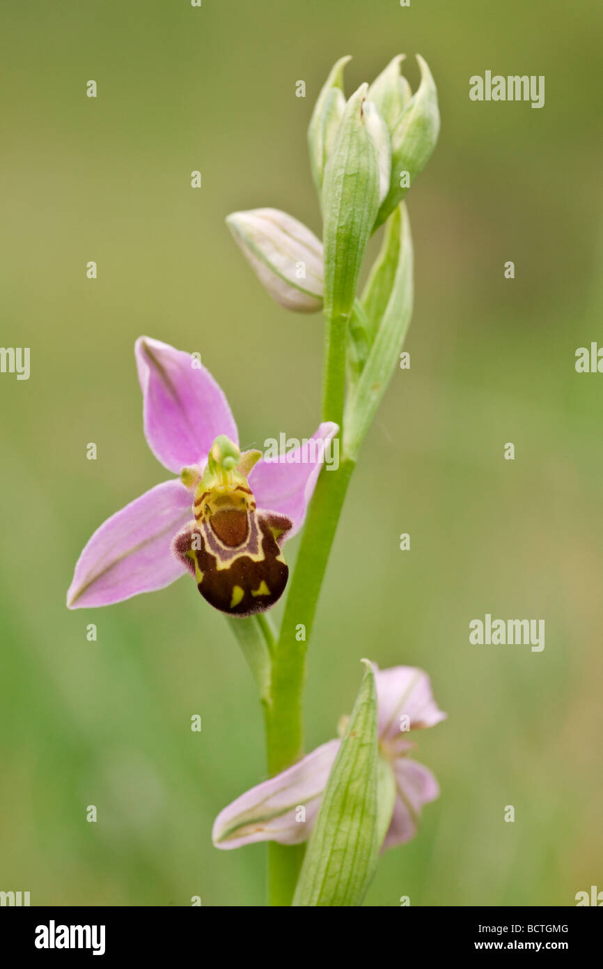 Bee orchid (Ophrys apifera), Perchtoldsdorf heath, Lower Austria, Austria, Europe Stock Photo