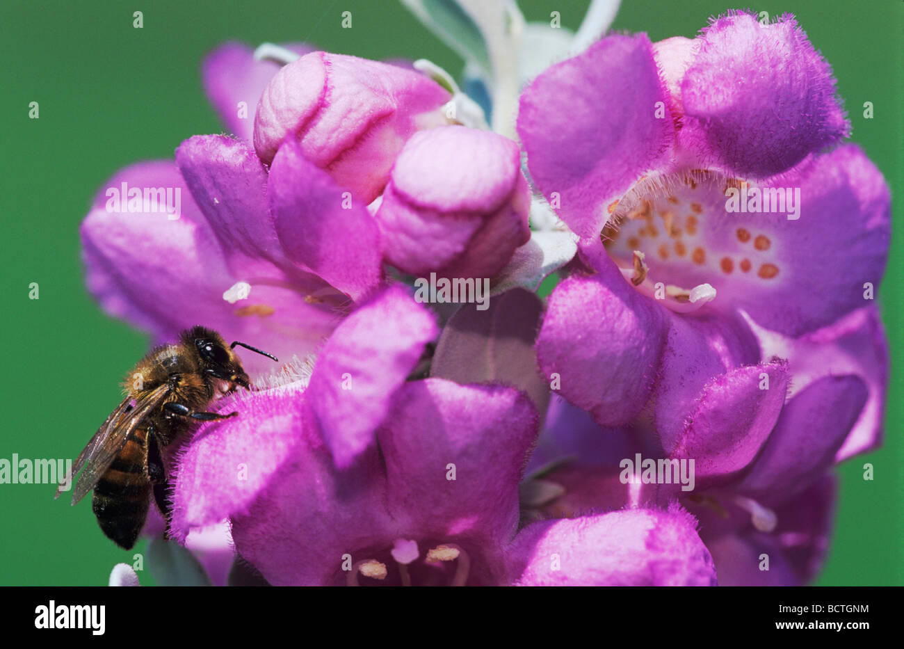 Honey Bee Apis mellifera adult drinking from Texas Sage Leucophyllum frutescens Lake Corpus Christi Texas USA Stock Photo