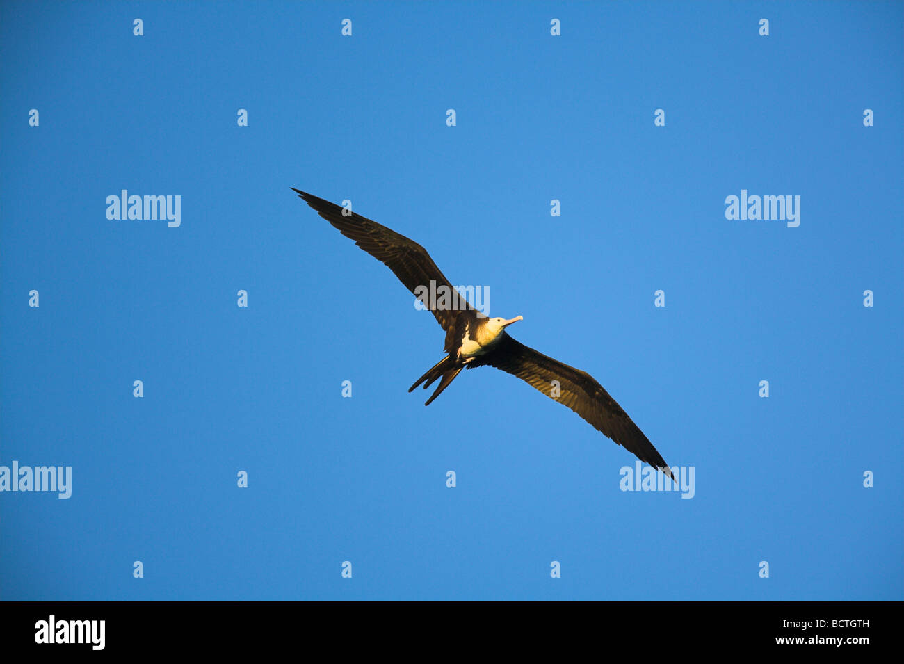 Lesser Frigatebird Fregata ariel in flight against blue sky on Bird Island, Seychelles in April. Stock Photo