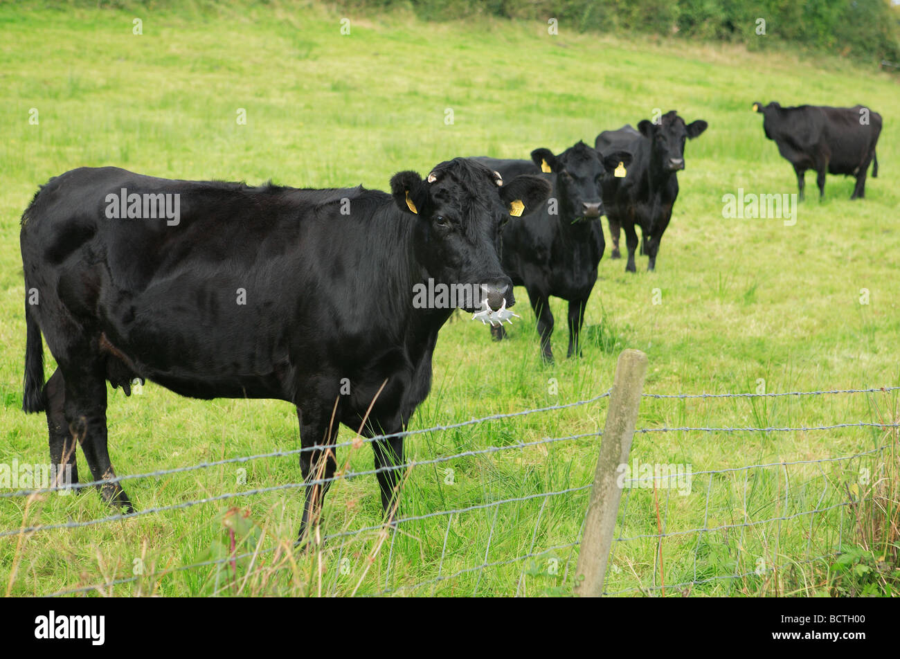 Black cows in green field Ireland Stock Photo - Alamy