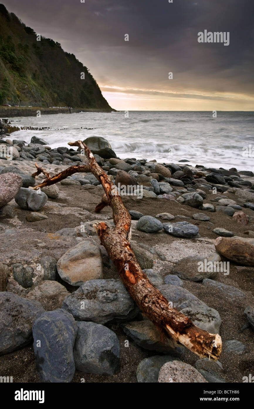 Branch on the beach Stock Photo