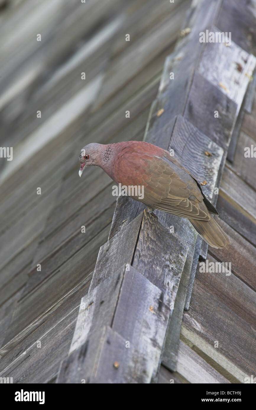 Malagasy Turtle Dove Streptopelia pictuarta perched on wooden slatted roof at Hilton Hotel, Mahé, Seychelles in May. Stock Photo