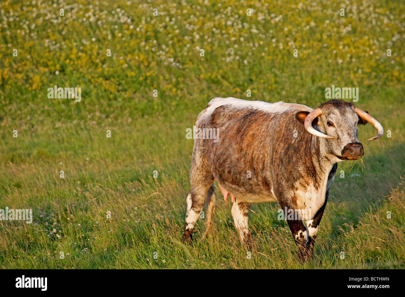 English Longhorn cattle Stock Photo Alamy