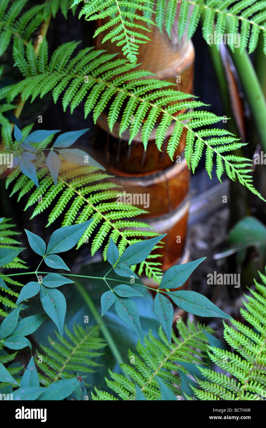 Australian ferns hi-res stock photography and images - Alamy