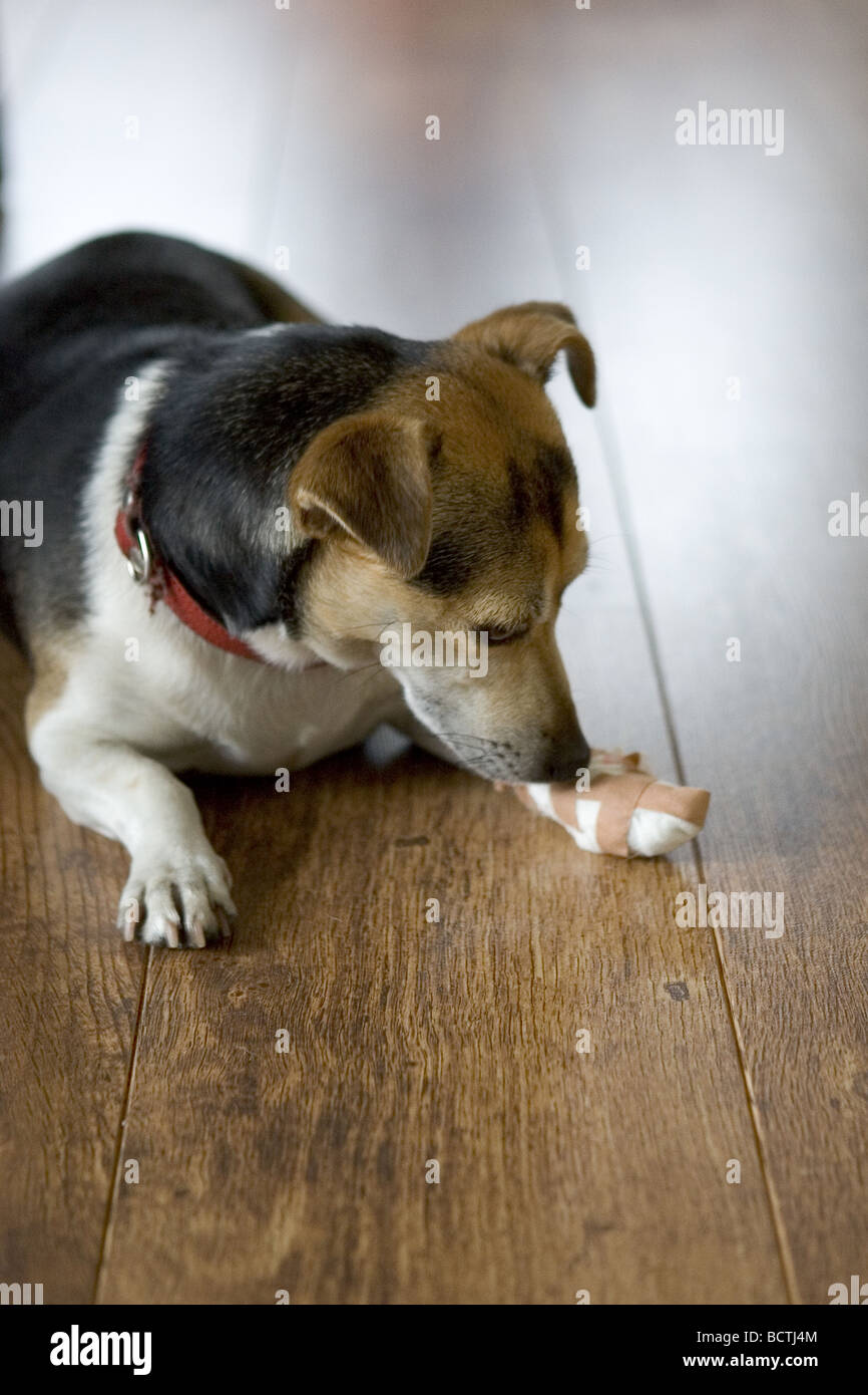 Jack Russell Terrier dog with broken leg and plaster Stock Photo