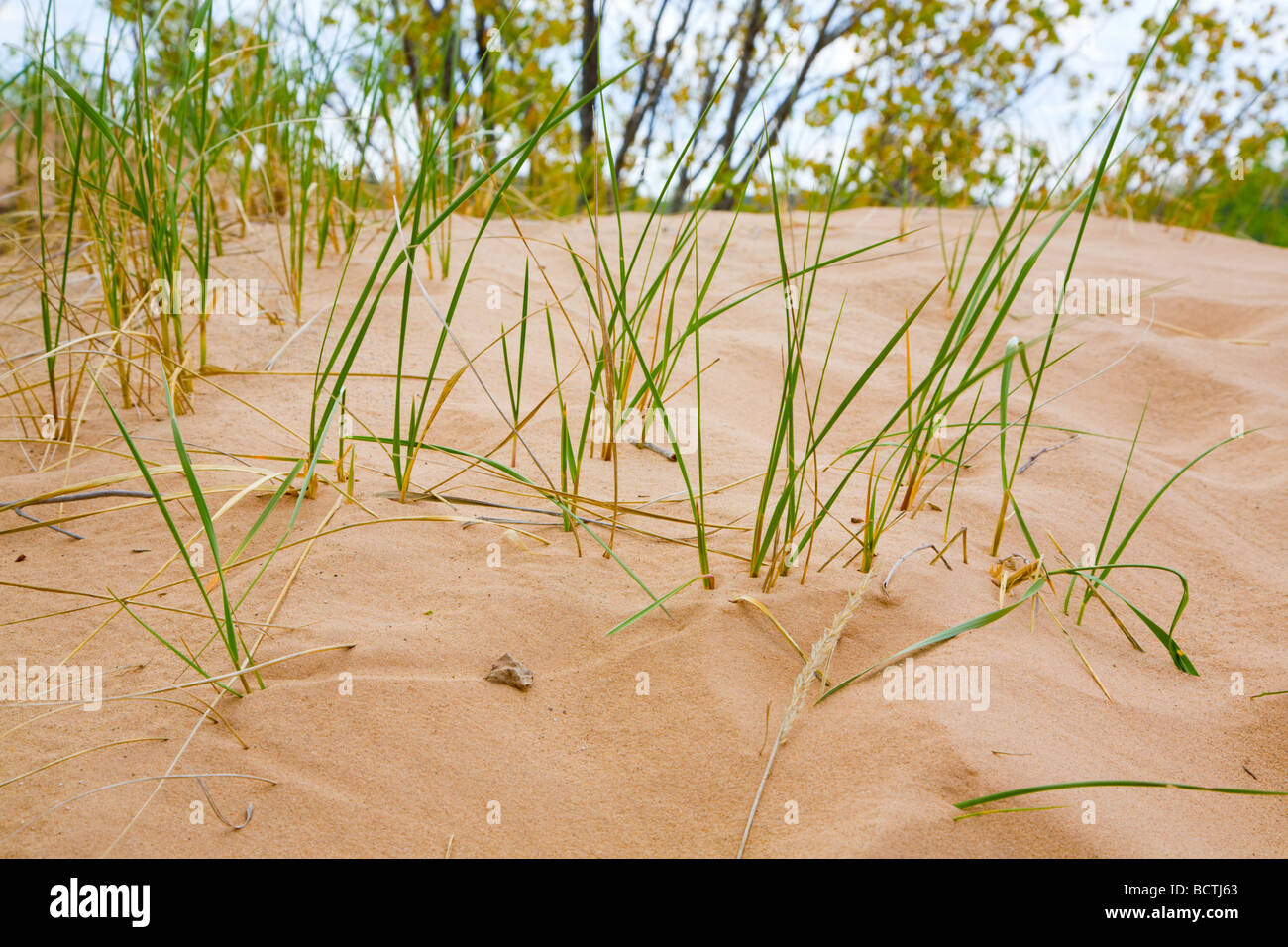 Dunes grasses Stock Photo