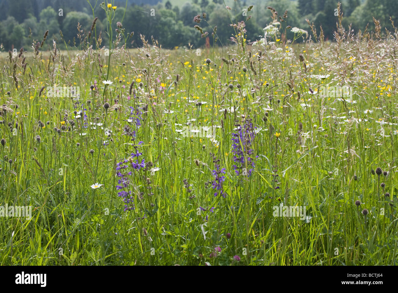 Germany EU June Colourful alpine wild flower meadow Stock Photo