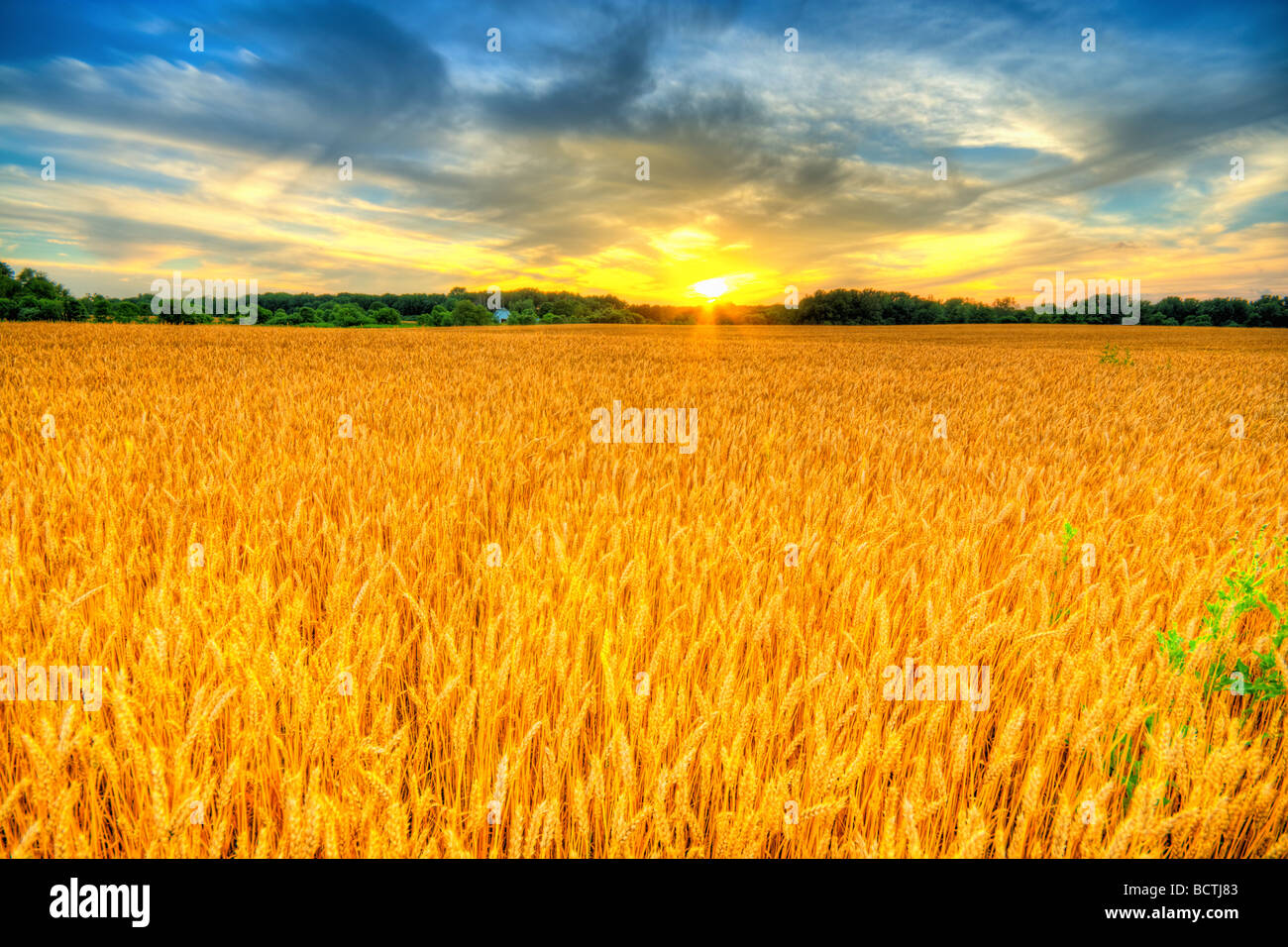 Wheat sunset Stock Photo
