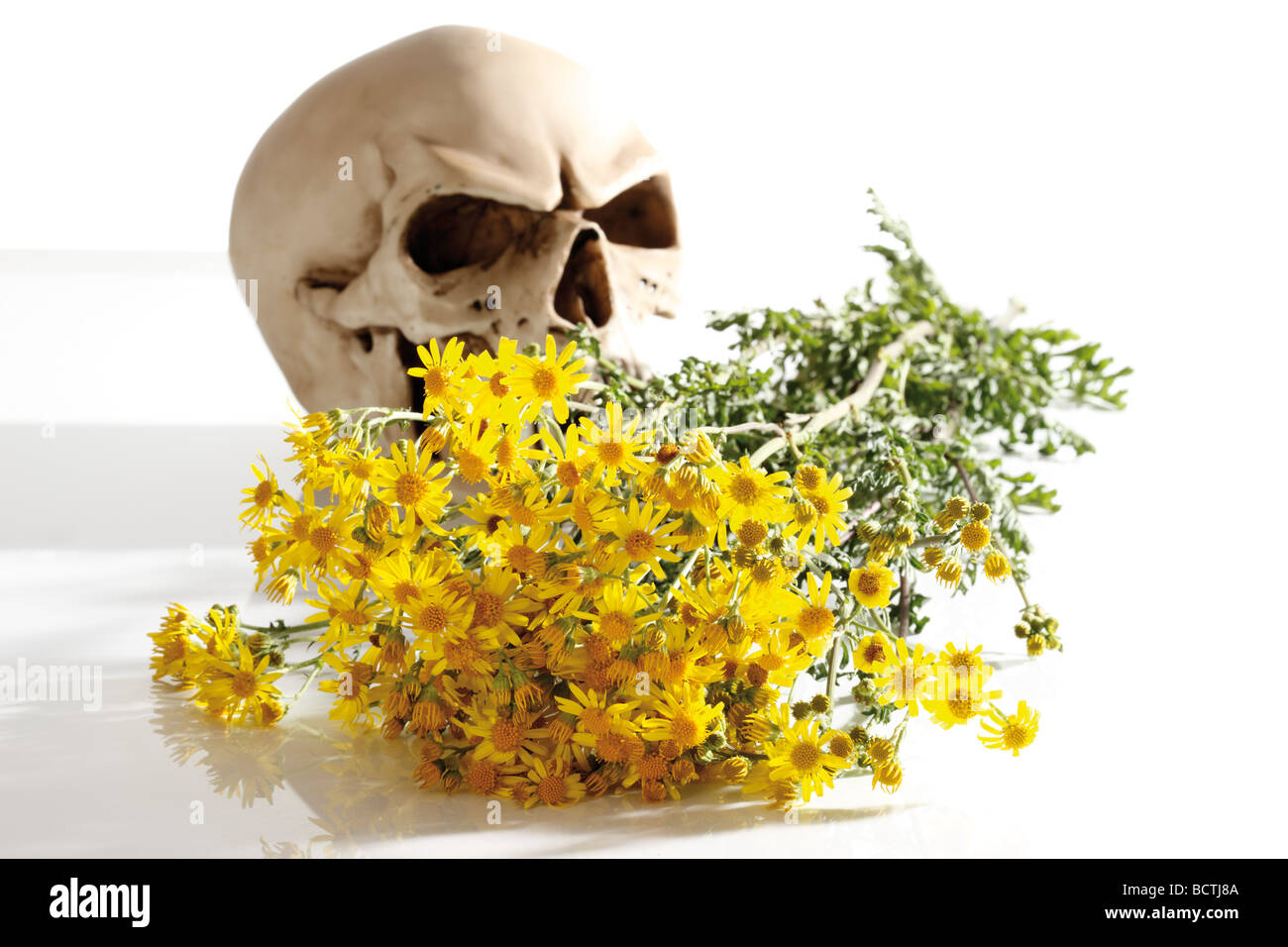 Ragwort, current poisonous plant, with a skull, symbolic picture Stock Photo