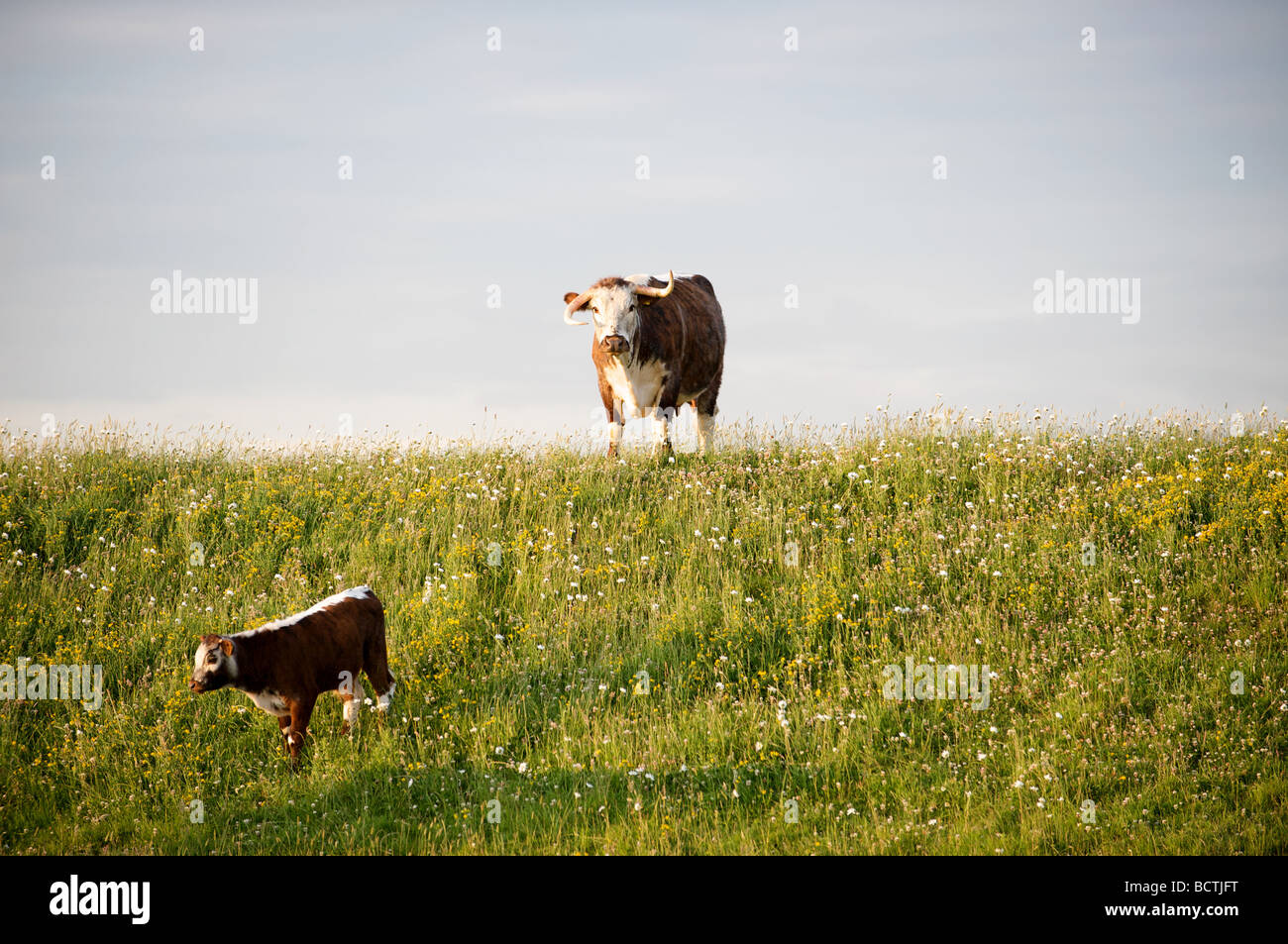 English longhorn cattle hi-res stock photography and images - Alamy