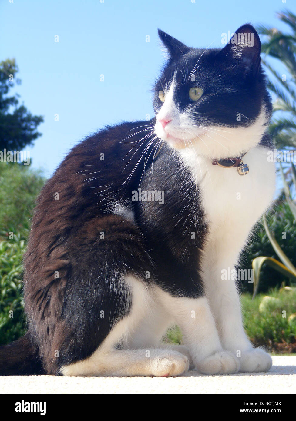 black & white cat, sitting Stock Photo