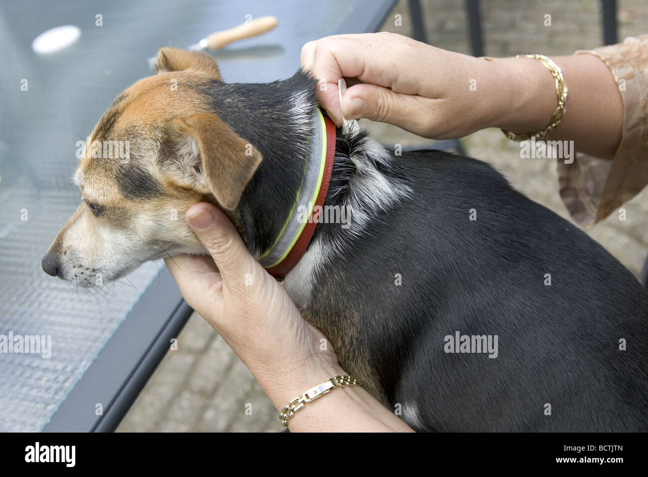 Flea infestation hires stock photography and images Alamy