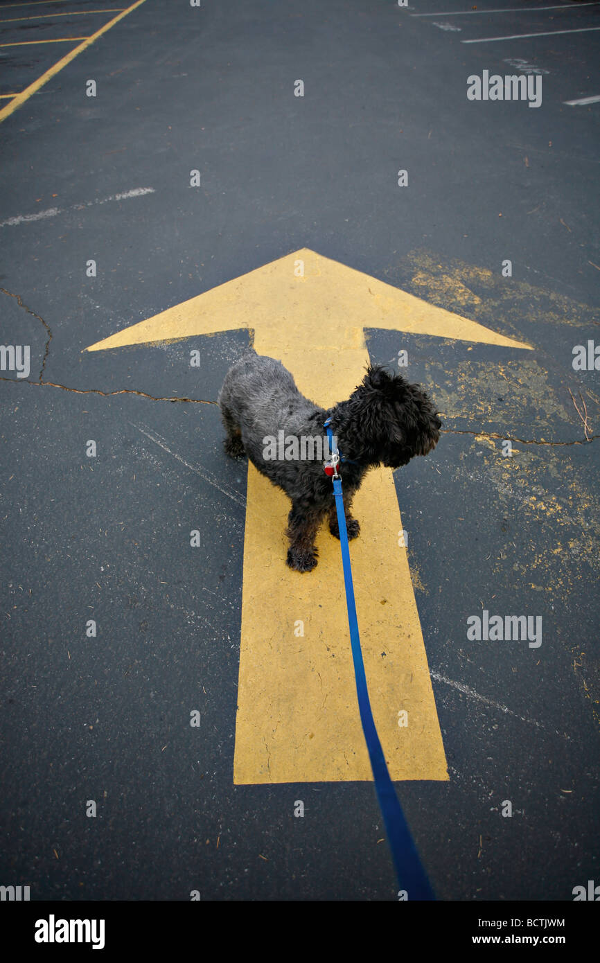 Black Schnoodle dog Schauzer Poodle mix is standing on a big yellow arrow pointing the way Stock Photo