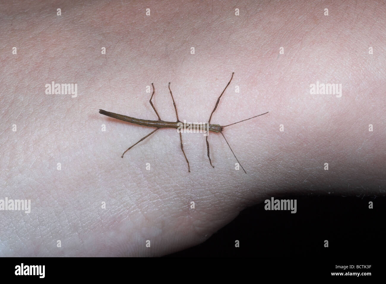 Baby Indian Stick Insect on childs finger Stock Photo