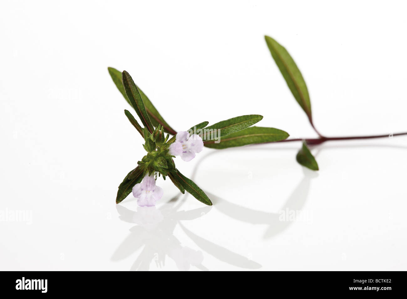 Blossoming Savory Stock Photo