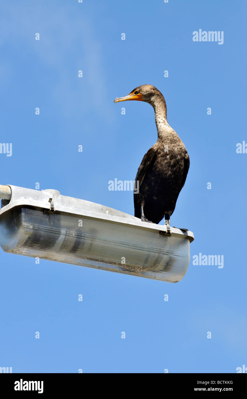 Cormorant alone hires stock photography and images Alamy