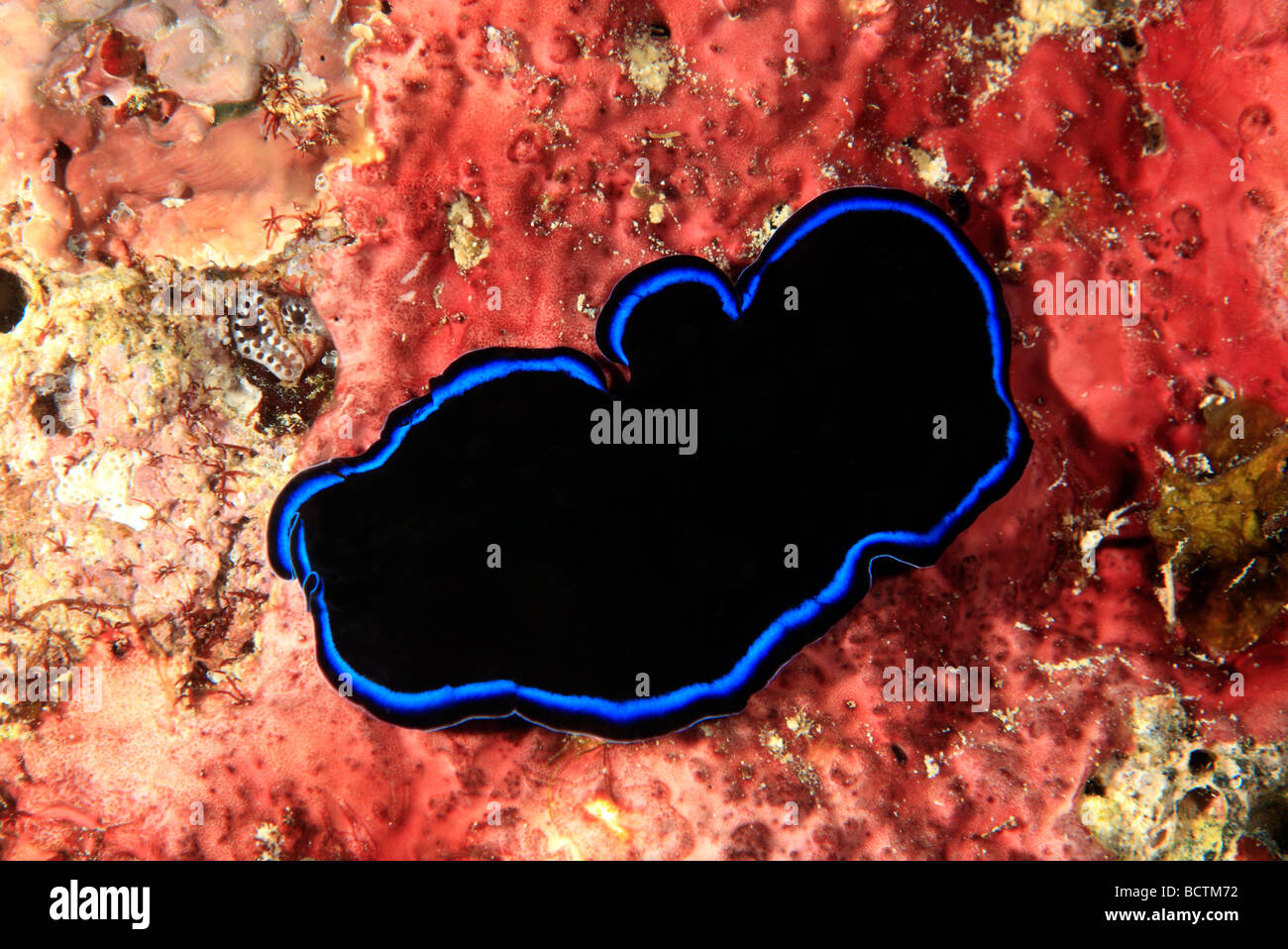 Marine Flatworm, Sapphire Flatworm, Pseudoceros sapphirinus,  crawling on the reef underwater. Stock Photo