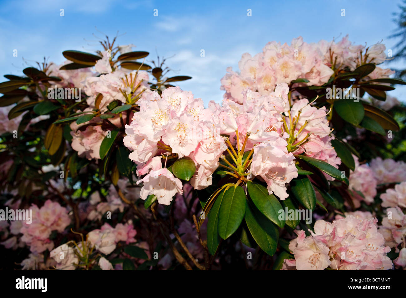 Rhododendron Yakushimanum hybrid Stock Photo
