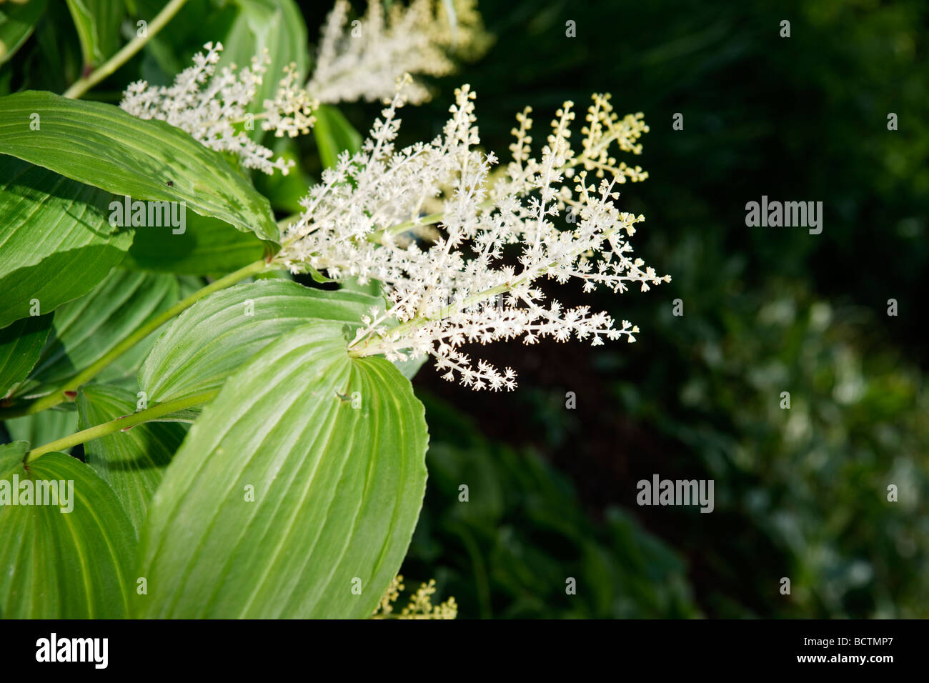 False Solomon's Seal, Vipprams (Maianthemum racemosum) Stock Photo