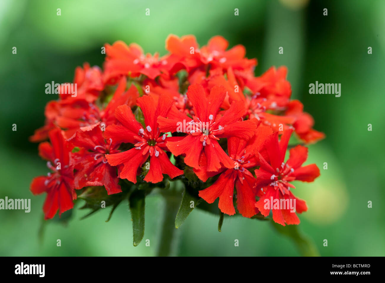 Maltese cross, Studentnejlika (Lychnis chalcedonica Stock Photo Alamy