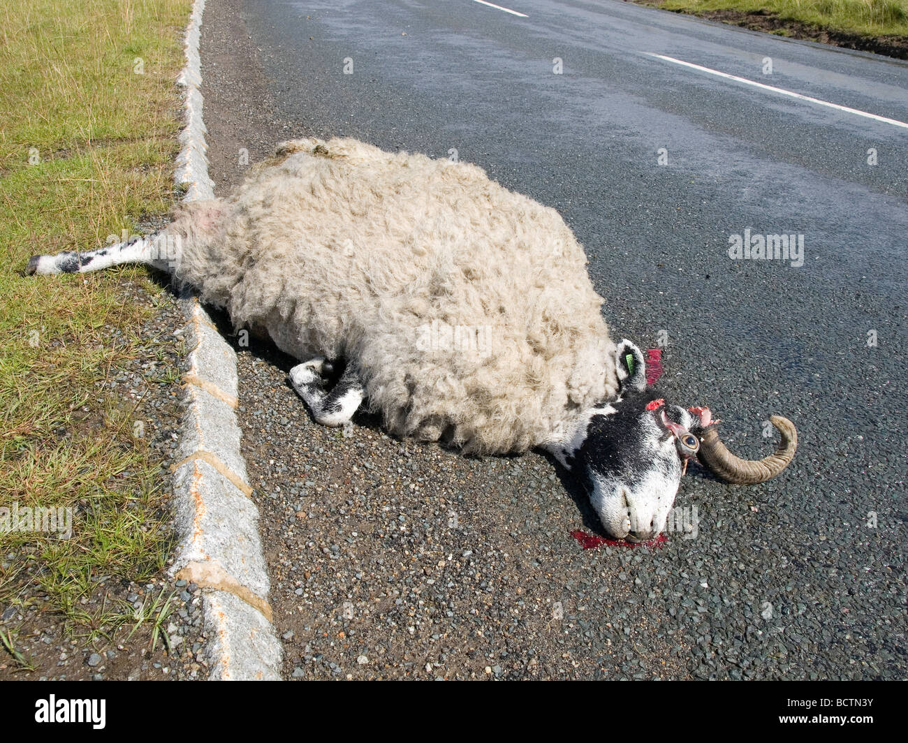 Dead sheep killed in a road accident in the North Yorkshire Moors.  The road is unfenced and some 150 sheep die annually in RTA Stock Photo