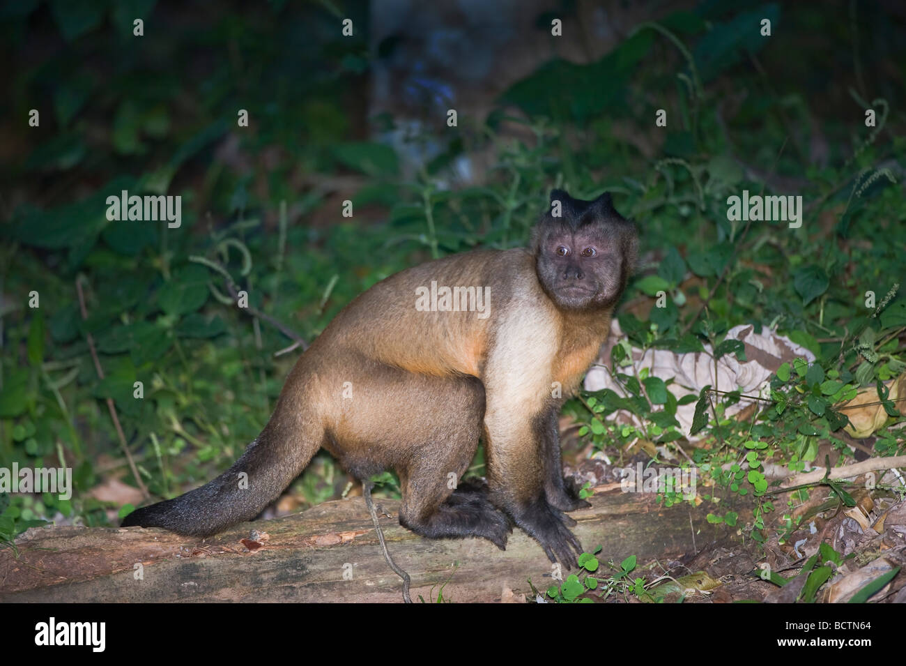 Tufted Capuchin or Brown Capuchin or Black capped Capuchin Cebus apella Brazil Stock Photo