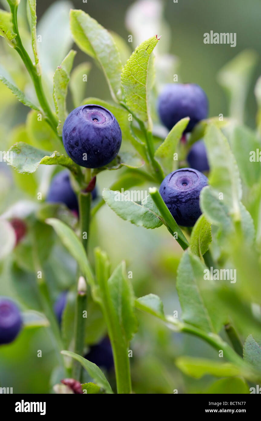 blueberry shrubs - forest product - fruits Stock Photo - Alamy