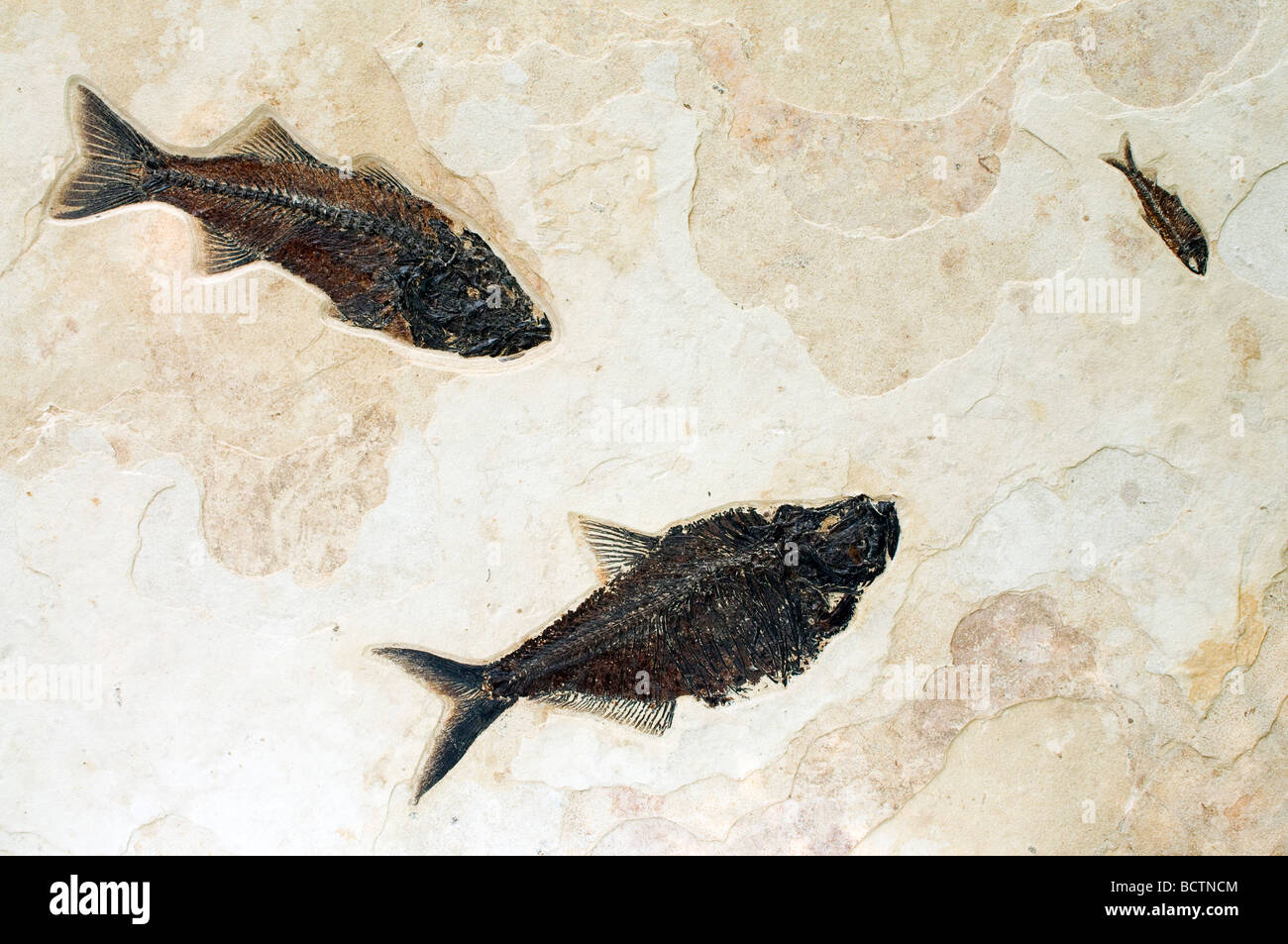Fish Fossils  Dyplomystus dentatus  Mioplosus labracoides  Knightia eocaena Green River Formation Wyoming USA Stock Photo