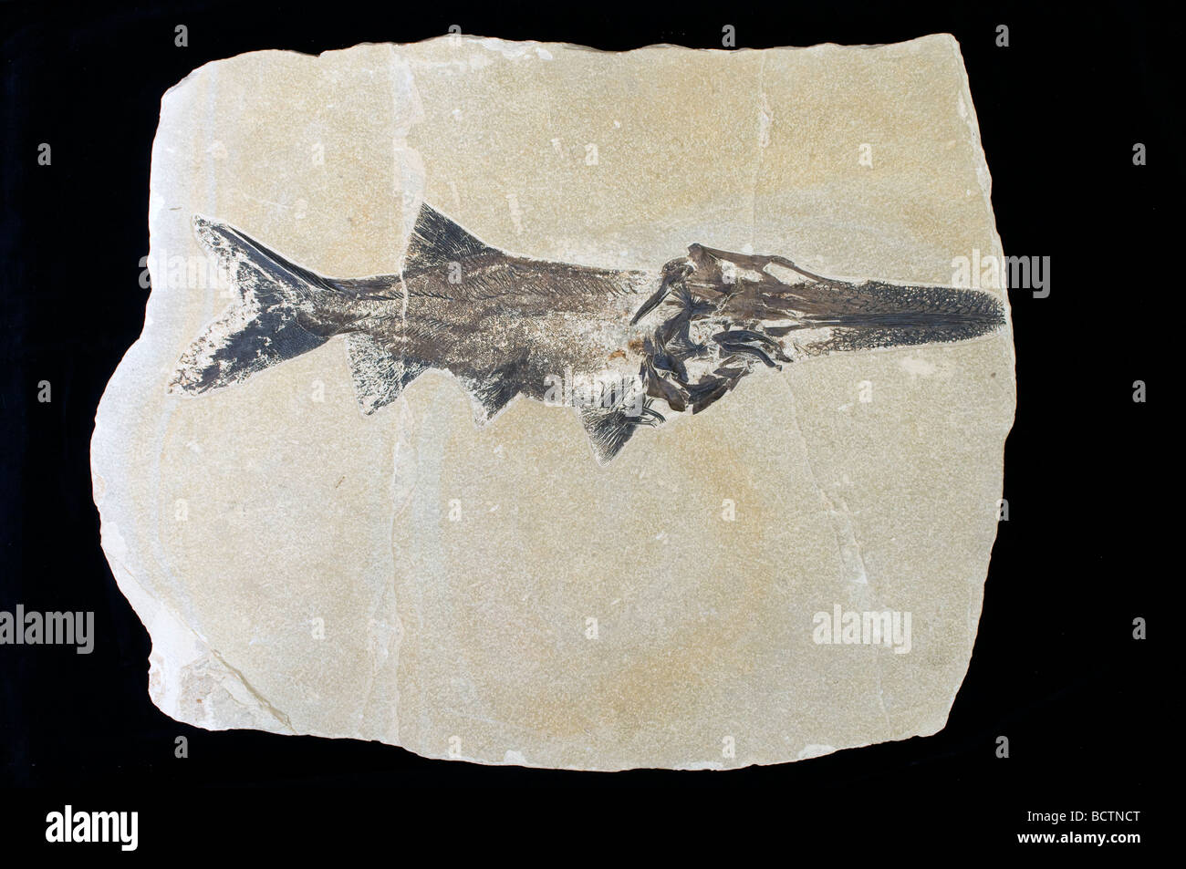 Fossil Paddlefish Crossopholis magnicaudatus Green River Formation Wyoming USA Stock Photo