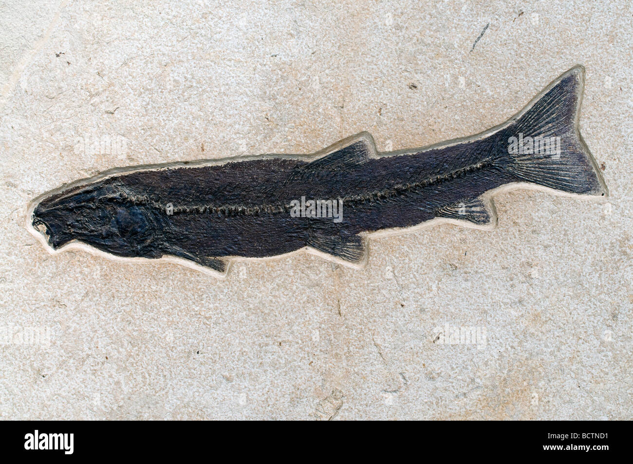 Fossil Fish Notogoneus osculus Green River Formation Wyoming USA, by Dominique Braud/Dembinsky Photo Assoc Stock Photo
