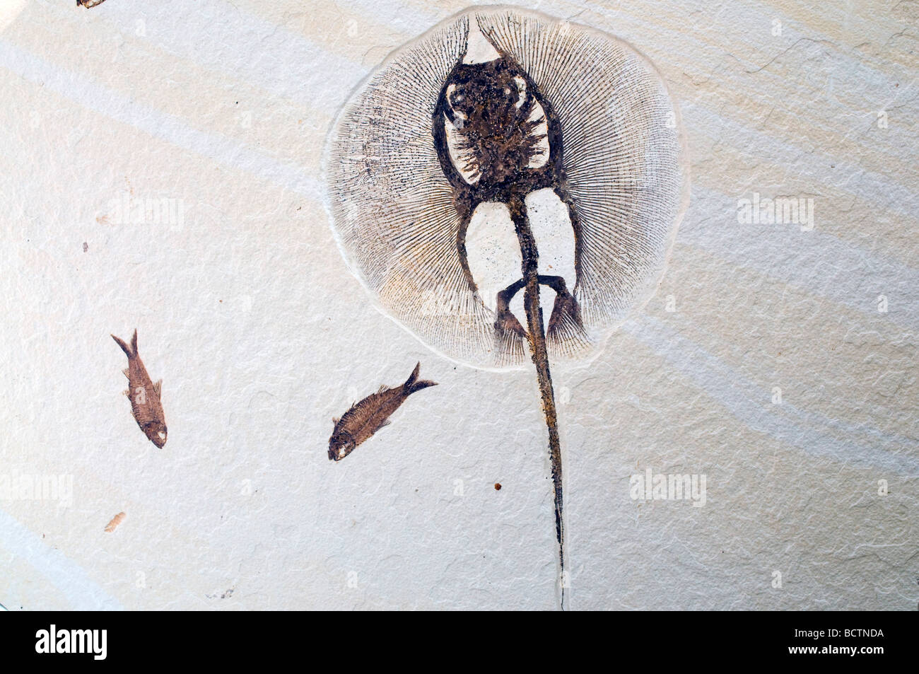 Stingray fossi (Heliobatis radians) & fish fossil (Diplomystus dentatus), Green River Formation, WY USA, by Dominique Braud/Dembinsky Photo Assoc Stock Photo