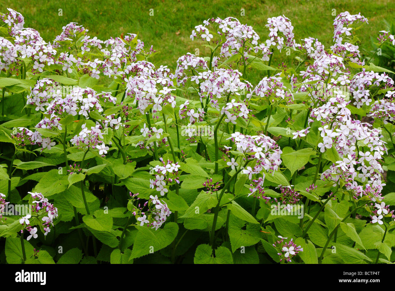 Rediva Lunaria rediviva hi-res stock photography and images - Alamy
