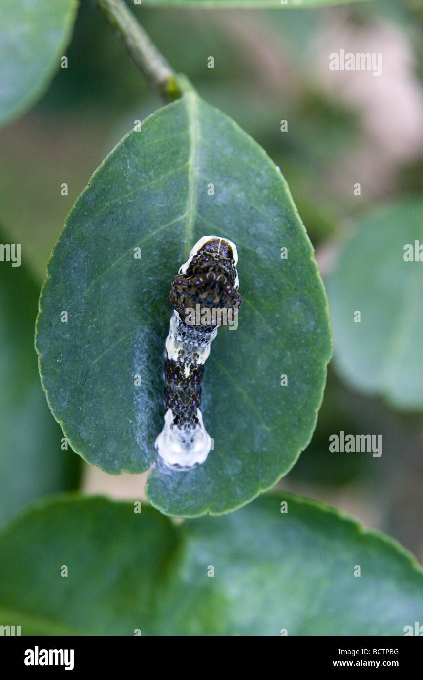 Orange Dog Caterpillars on a citrus leaf. This caterpillar mimics bird