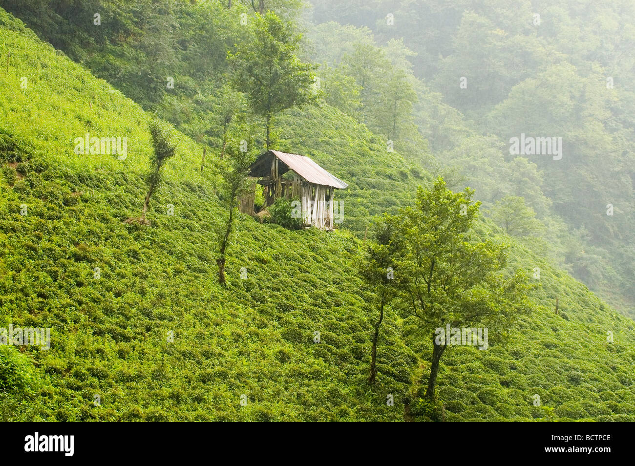Turkey Tea Field Turkey tea plantation hi-res stock photography and images - Alamy
