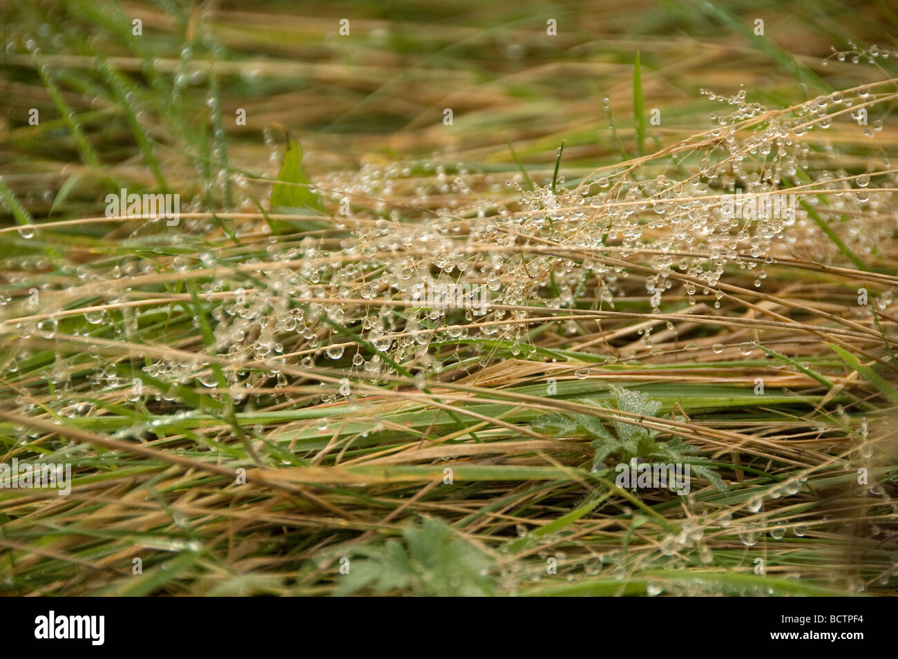 Water droplets on wild grass Stock Photo