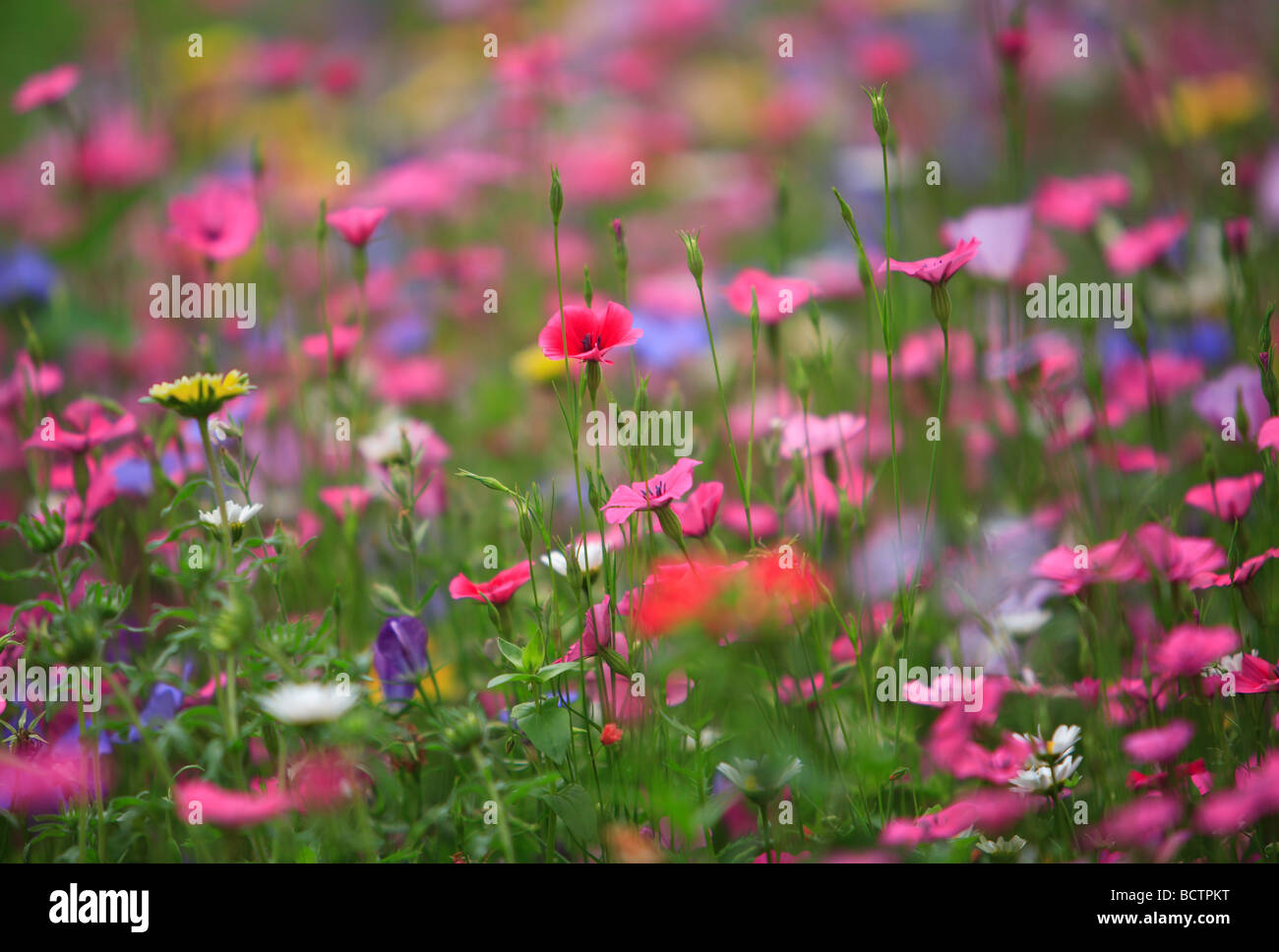 Wildflowers photographed in Ireland Stock Photo Alamy