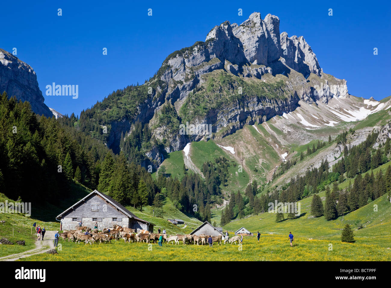 Cows herd reaching summer alpine pasture, Alpstein Appenzell Switzerland Stock Photo