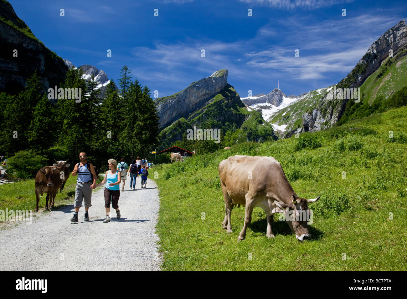Hikers making their way through cows near Seealpsee, Appenzell Switzerland Stock Photo