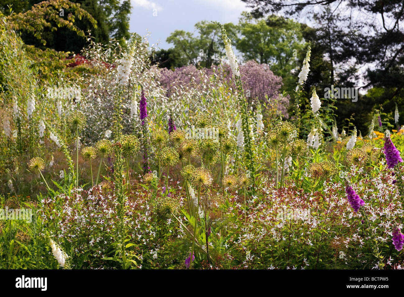 Allium seedheads and digitalis in a perennial border at RHS Harlow Carr Stock Photo